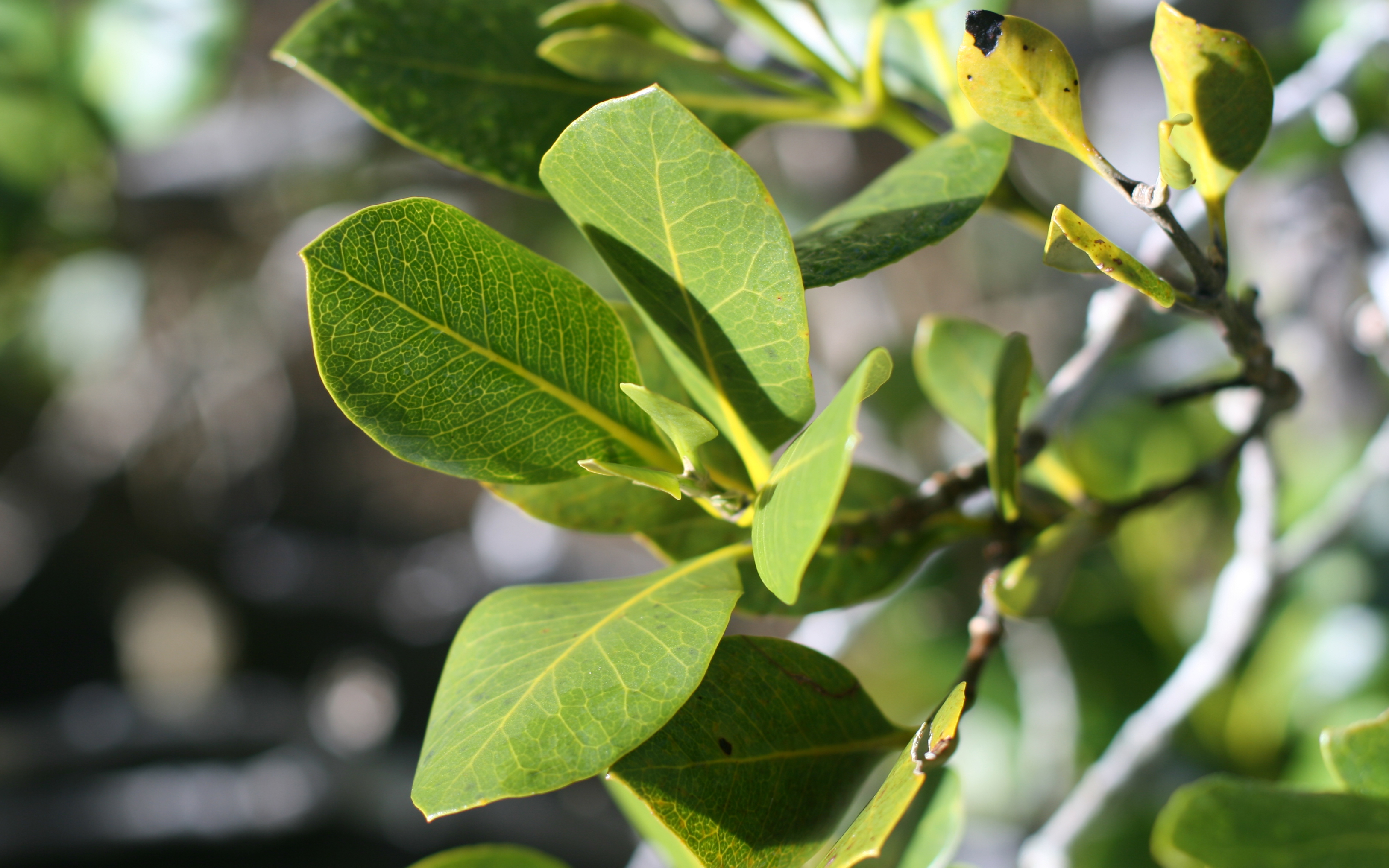 grey mangrove